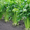 Celery Seeds – Tendercrisp