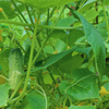 Cucumber Seeds – Bushy