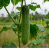 Cucumber Seeds – Muncher