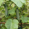 Cucumber Seeds – Tendergreen Burpless