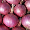 Onion Seeds – Short Red Creole