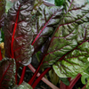 Swiss Chard Seeds – Ruby Red