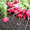 Radish Seeds – Champion