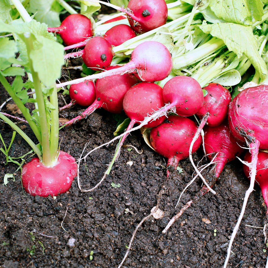 Radish Seeds – Champion