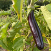 Eggplant – Long Purple