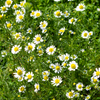 Chamomile Seeds – Roman