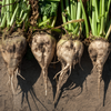 Beet Seeds – Sugar