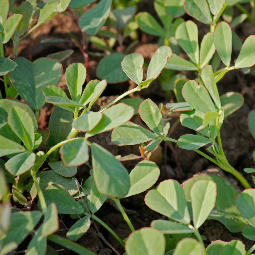 Fenugreek – Heirloom Culinary Herb Garden Seeds