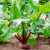 Beet Seeds – Early Wonder Tall Top