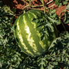Watermelon Seeds  – Crimson Sweet