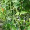 Scarlet Runner Pole Beans – Heirloom Vegetable Garden Seeds