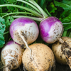 Turnip Seeds – Purple Top White Globe