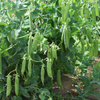 Pea Seeds – Sugar Snap