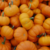 Pumpkin Seeds – Jack Be Little