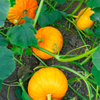 Pumpkin Seeds – Sugar Pie