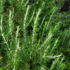 Rosemary Seeds