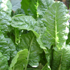 Bloomsdale Long Standing Spinach – Heirloom Vegetable Garden Seeds