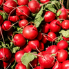 Radish Seeds – Cherry Belle