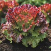 Lettuce Seeds - Leaf - Flame