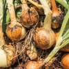 Onion Seeds - Short - Texas 1015 Super Sweet