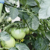 Tomato Seeds - Slicing - Aunt Ruby Green German