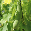Gourd Seeds - Luffa Sponge