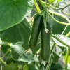 Cucumber Seeds - Straight Eight