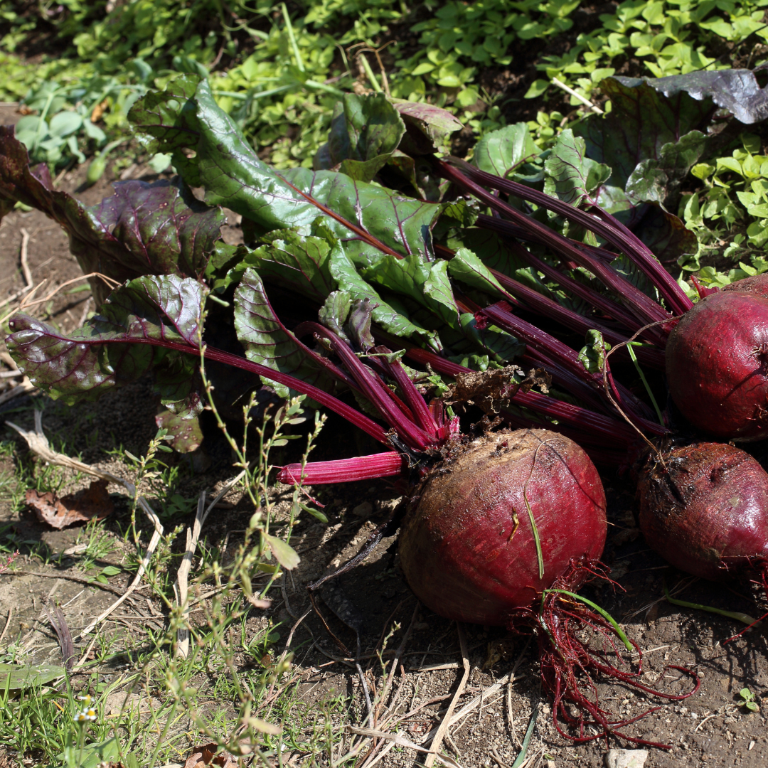Beet Seeds – Ruby Queen