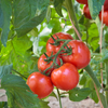 Tomato Seeds – Ace 55 VF Slicing