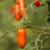Tomato Seeds – Rio Grande Paste