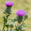 Milk Thistle Herb Seeds