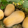 Tan butternut squash fruits resting on the ground among green leaves and dried leaves in a garden setting.