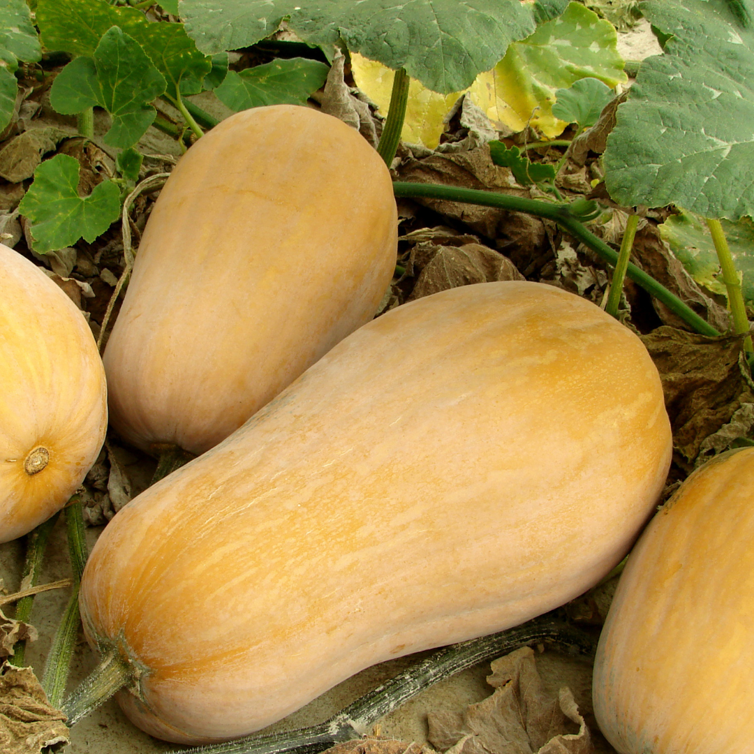 Tan butternut squash fruits resting on the ground among green leaves and dried leaves in a garden setting.