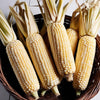 Corn Seeds – White Dent Trucker’s Favorite