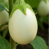 Eggplant Seeds - White Egg