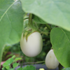 Eggplant Seeds - White Egg