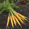 Carrot Seeds - Yellow