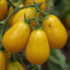Close Up Image of Yellow Pear Cherry Tomatoes Growing