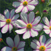 Cosmo Seeds - Candystripe