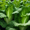 Lettuce Seeds – Romaine Winter Density