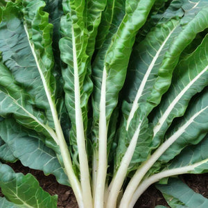 Swiss Chard Lucullus Seeds Growing In Vegetable Garden 