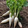 Radish Seeds - White Icicle