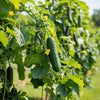 Cucumber Seeds – Bushy