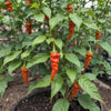 Bhut Jolokia Ghost Pepper – Heirloom Vegetable Garden Seeds
