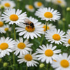 Roman Chamomile – Heirloom Culinary Herb Garden Seeds