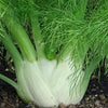 Fennel Seeds – Florence