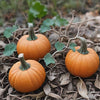 Pumpkin Seeds – Jack Be Little