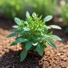 Fenugreek – Heirloom Culinary Herb Garden Seeds
