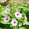 Marshmallow Herb Seeds