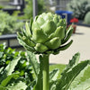 Artichoke Seeds – Green Globe
